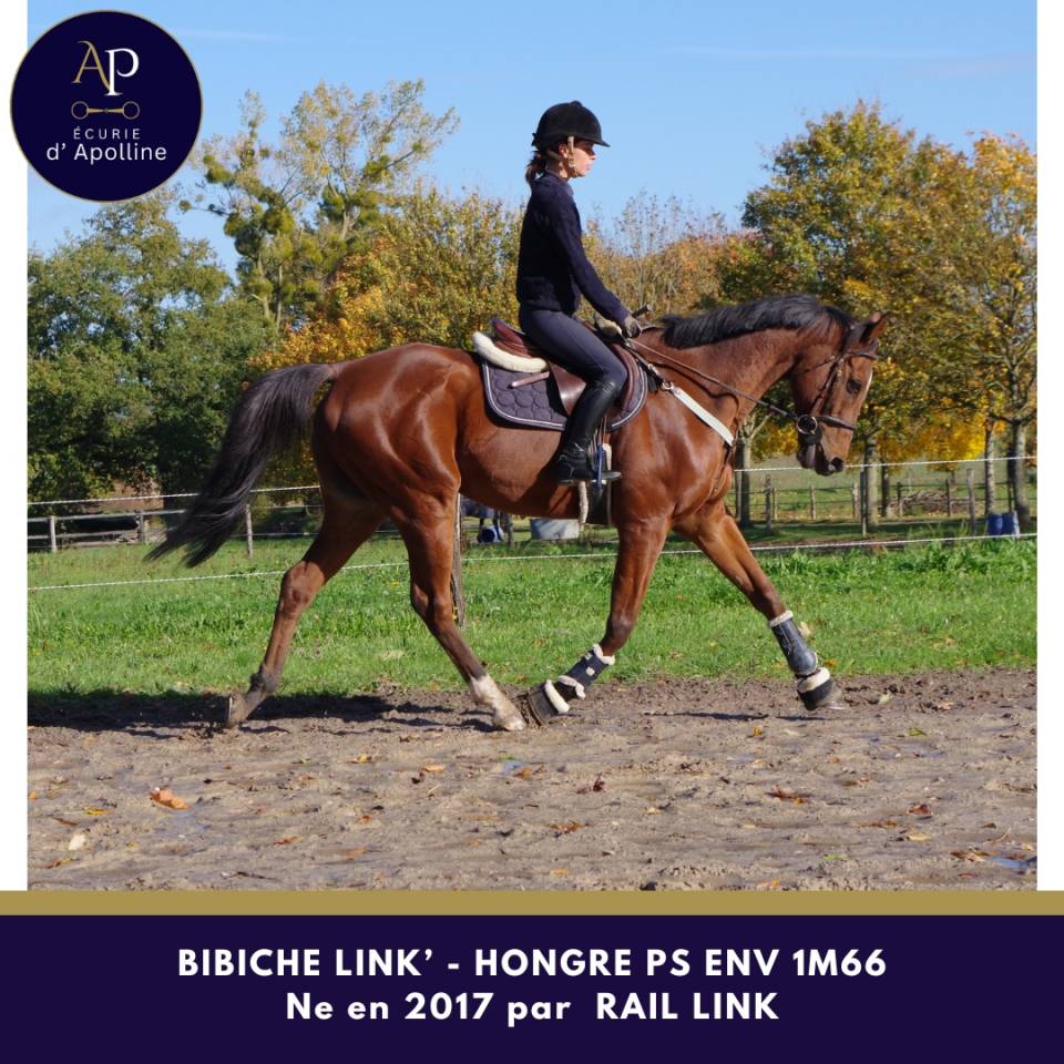 Gelding Thoroughbred For sale 2017 Bay