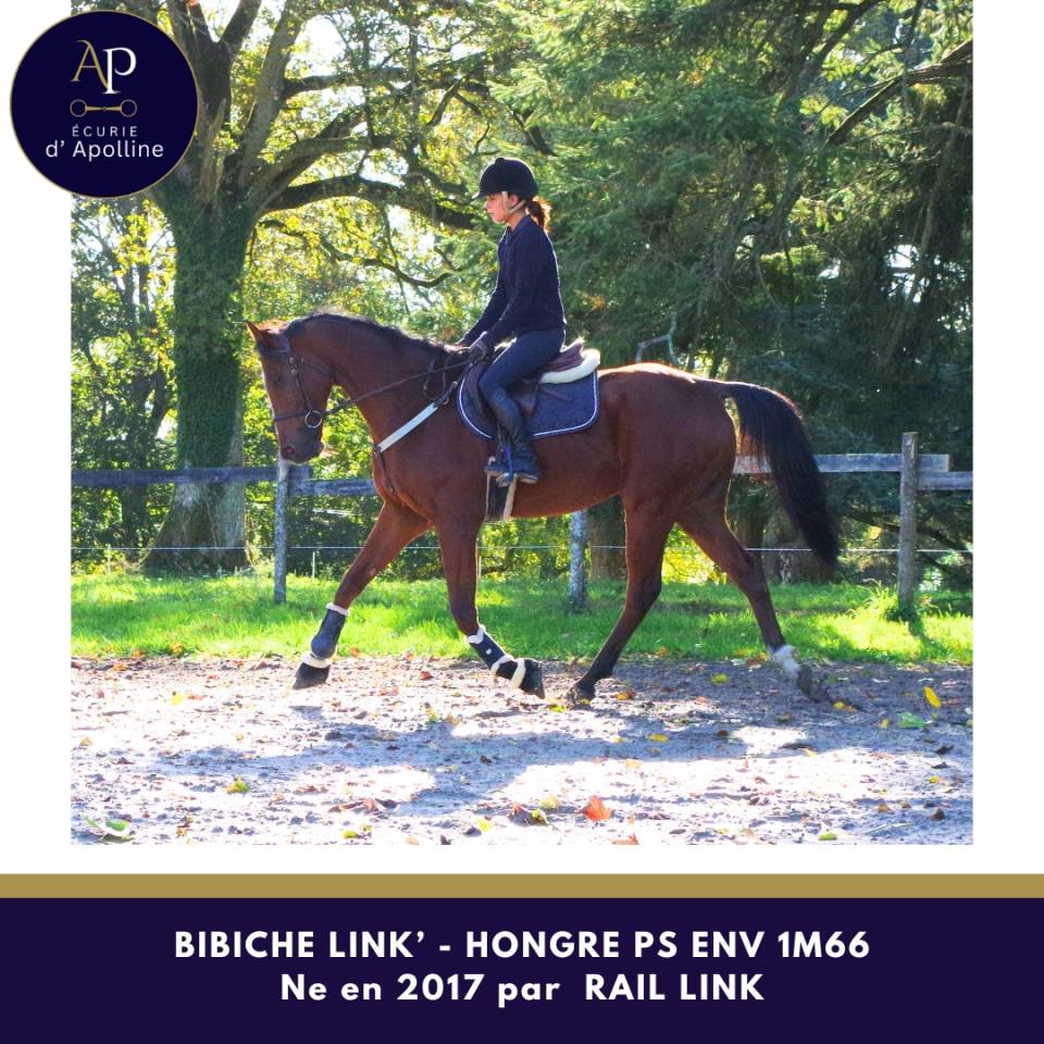 Gelding Thoroughbred For sale 2017 Bay