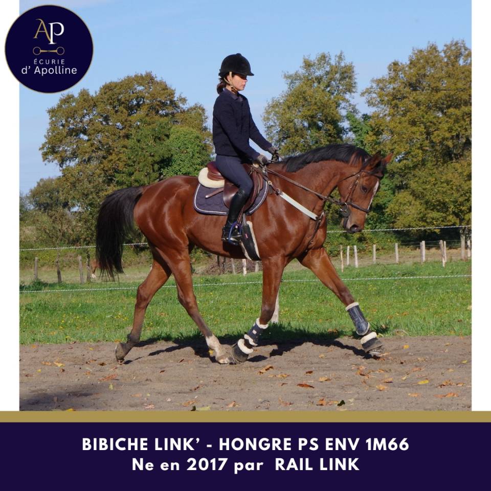 Gelding Thoroughbred For sale 2017 Bay