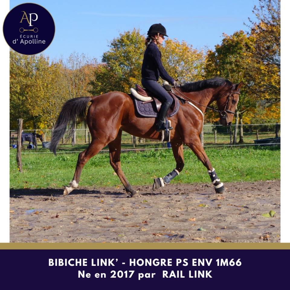 Gelding Thoroughbred For sale 2017 Bay