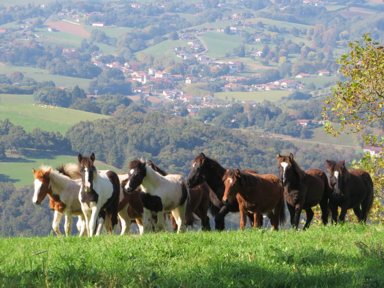 Colt Pottok  For sale 2025 Coloured