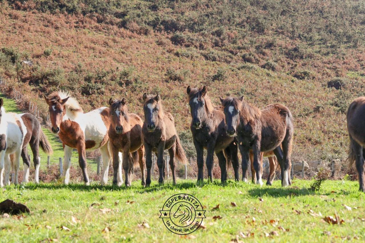 Colt Pottok  For sale 2025 Coloured