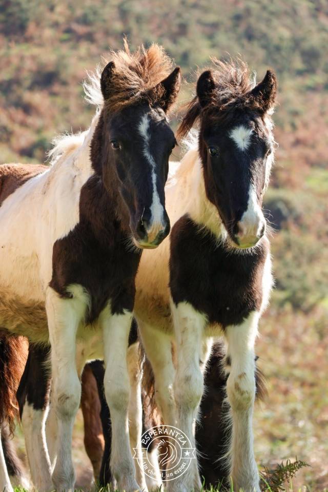 Colt Pottok  For sale 2025 Coloured