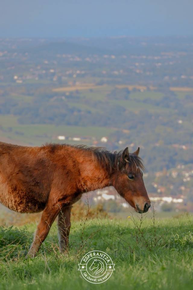 Colt Pottok  For sale 2025 Coloured