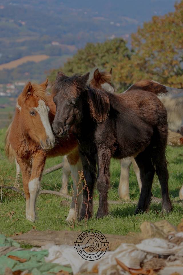 Colt Pottok  For sale 2025 Coloured
