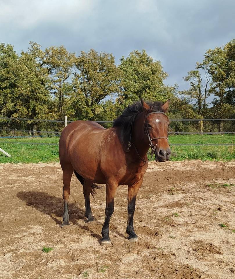 Mare Connemara For sale 2019 Bay