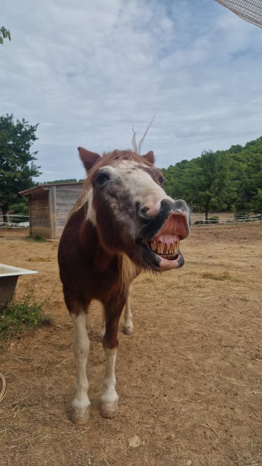 Mare No Origin Recorded Part-Livery 2000 Coloured