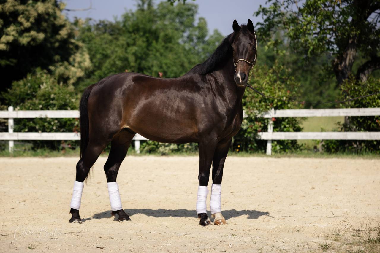 Gelding KWPN Dutch Warmblood For sale 2015 Dark Bay