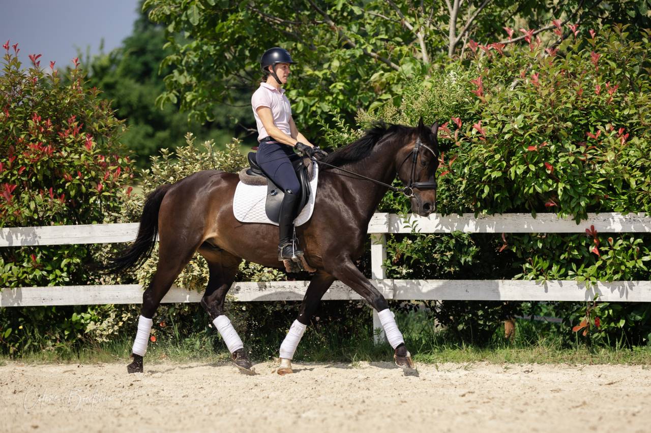 Gelding KWPN Dutch Warmblood For sale 2015 Dark Bay