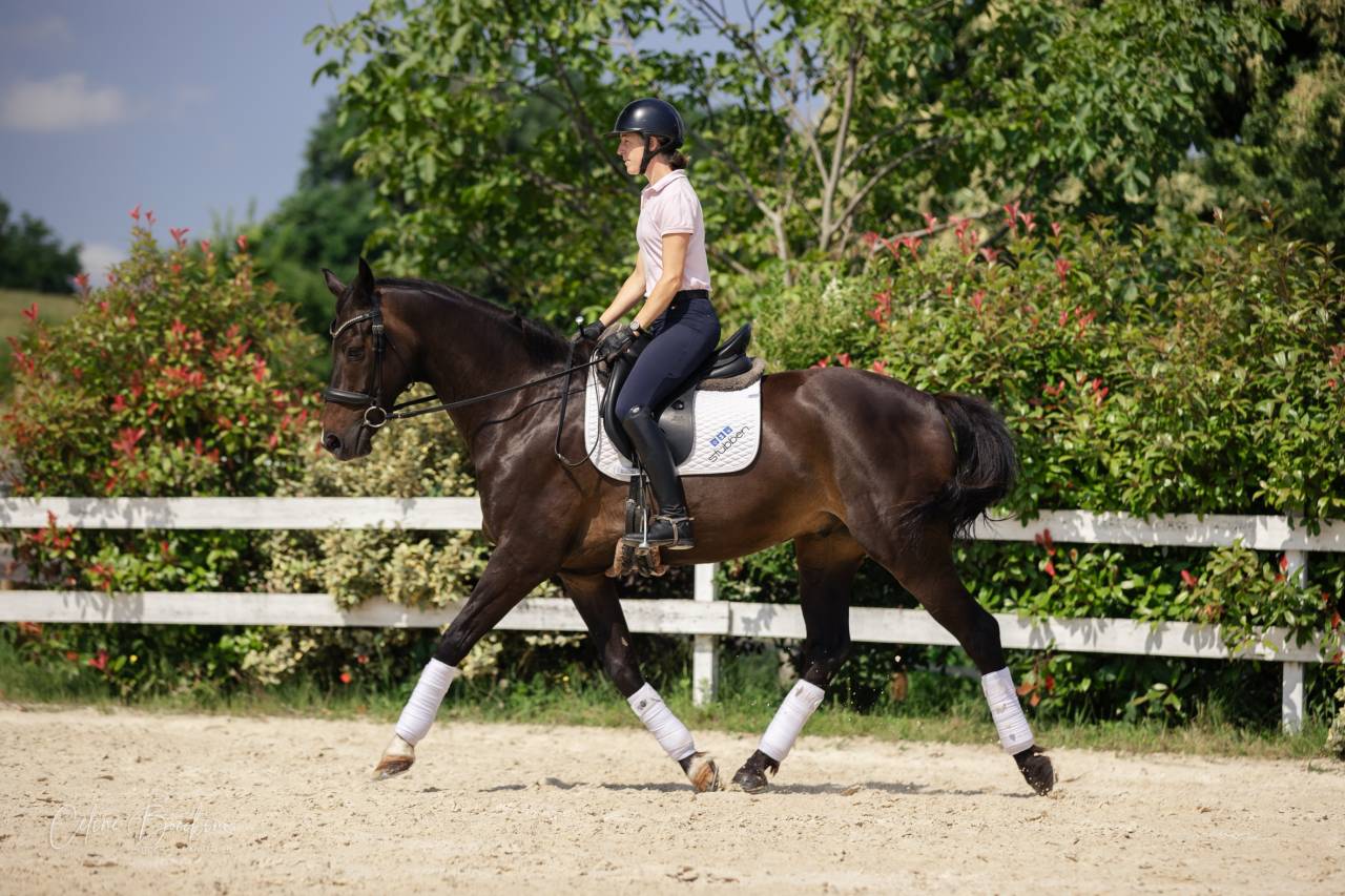 Gelding KWPN Dutch Warmblood For sale 2015 Dark Bay