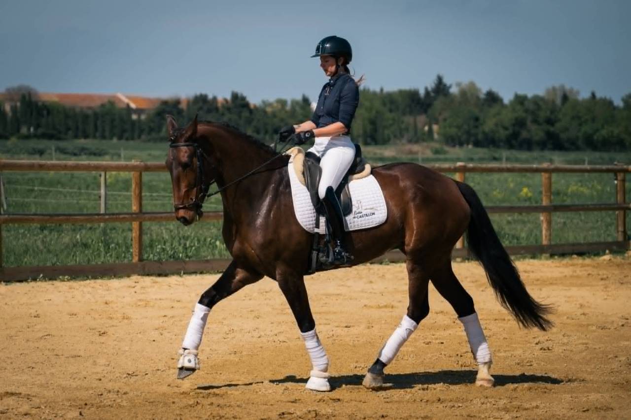 Mare KWPN Dutch Warmblood For sale 2019 Dark Bay