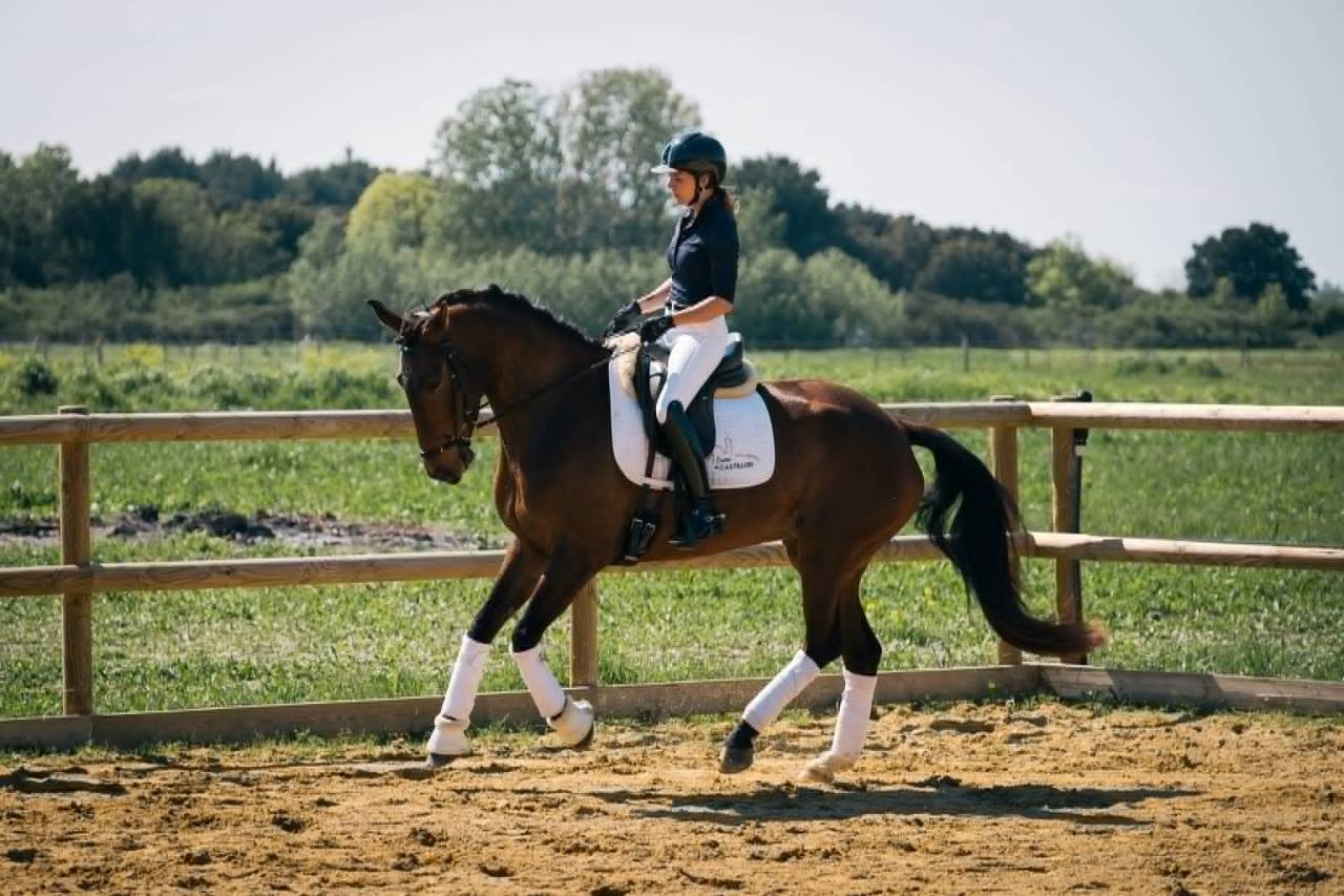 Mare KWPN Dutch Warmblood For sale 2019 Dark Bay