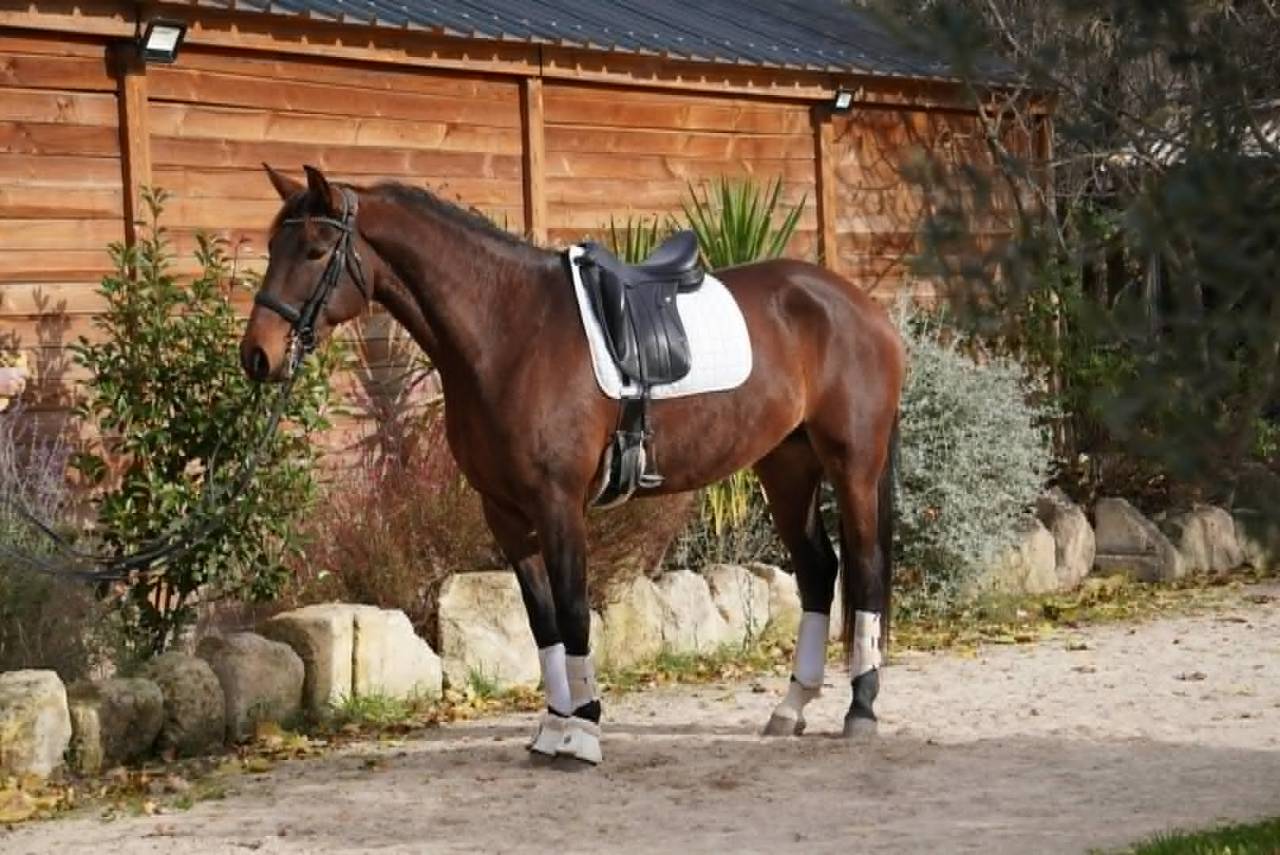 Mare KWPN Dutch Warmblood For sale 2019 Dark Bay