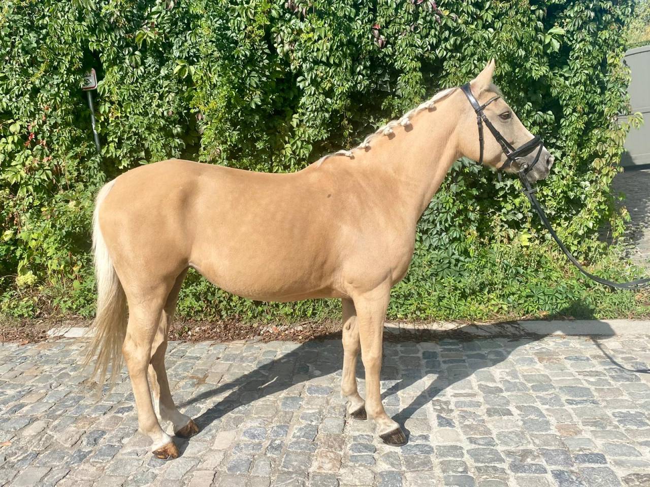 Mare Other Pony Breed For sale 2015 Palomino