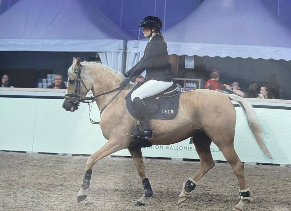 Mare Other Pony Breed For sale 2015 Palomino