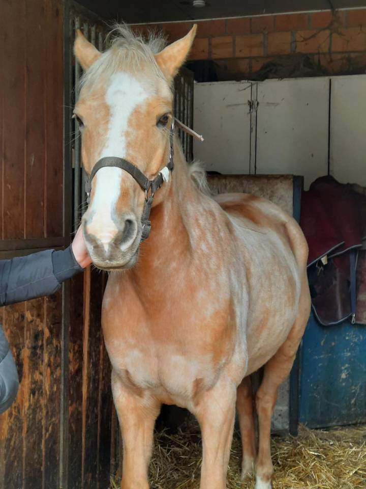 Mare Other Pony Breed For sale 2015 Palomino