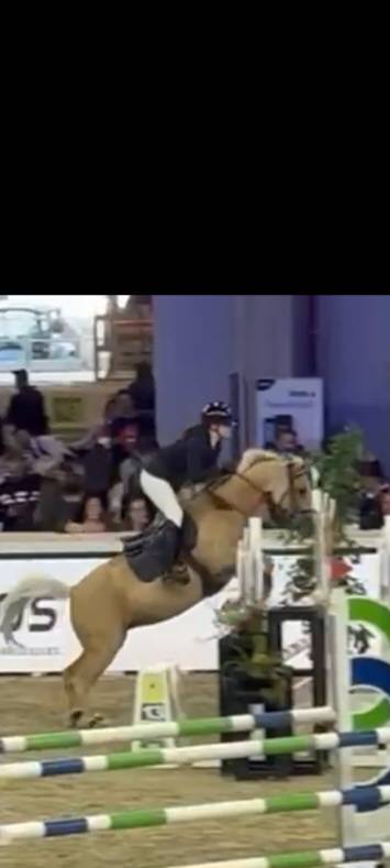 Mare Other Pony Breed For sale 2015 Palomino