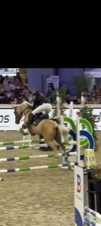 Mare Other Pony Breed For sale 2015 Palomino