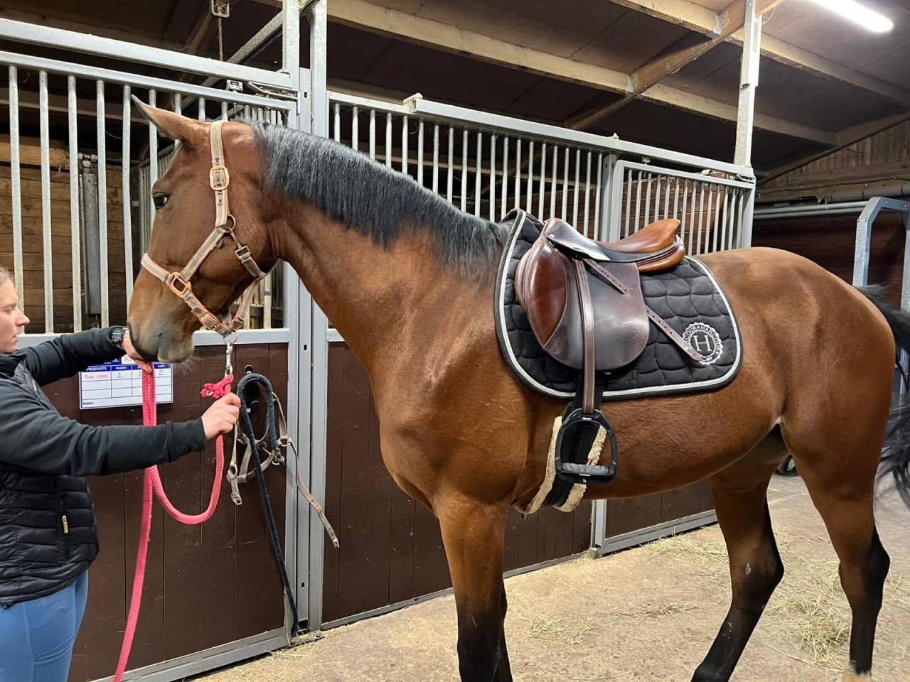Gelding Selle Français For sale 2022 Dark Bay