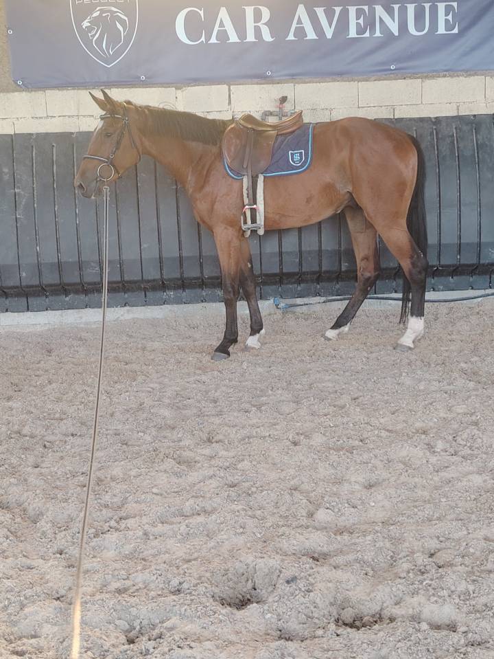 Gelding Selle Français For sale 2022 Dark Bay
