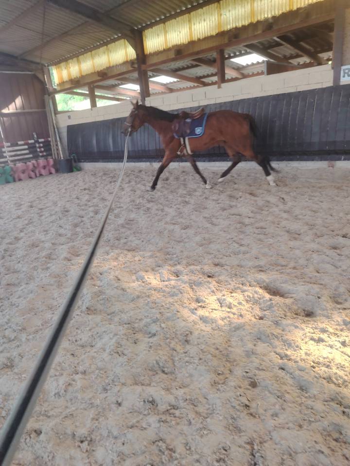 Gelding Selle Français For sale 2022 Dark Bay