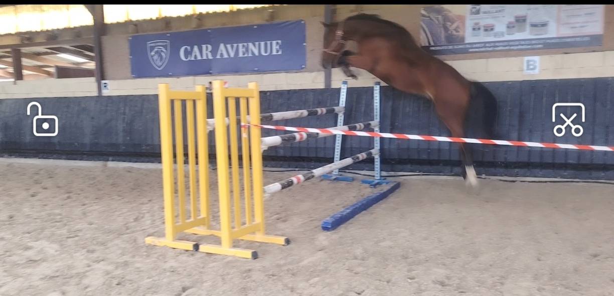 Gelding Selle Français For sale 2022 Dark Bay