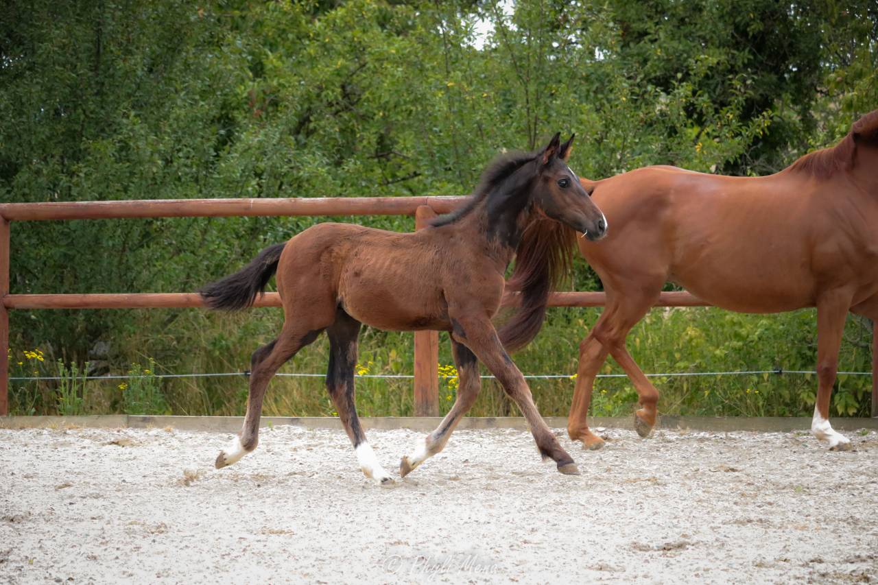 Colt Selle Fran&ccedil;ais For sale 2025 Bay