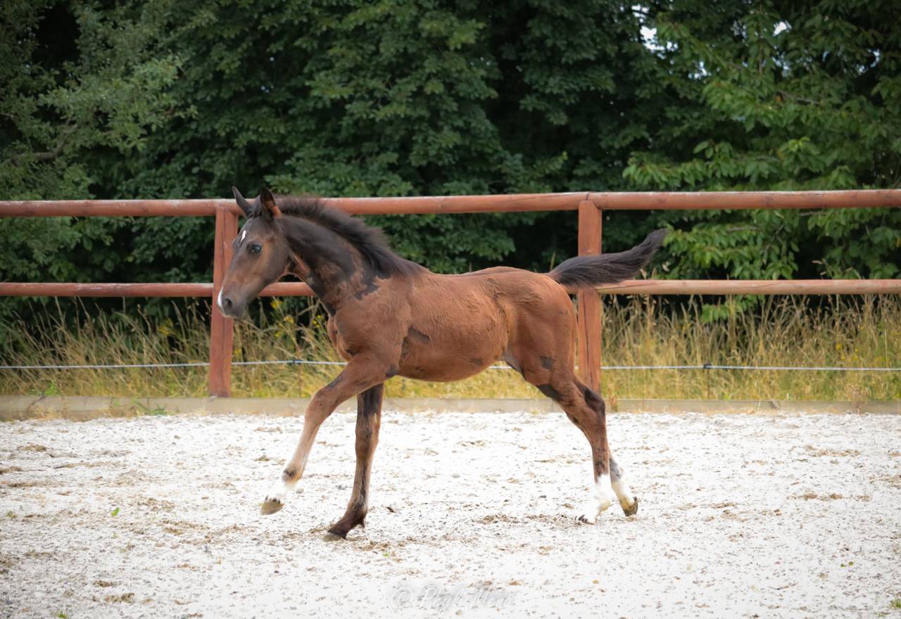 Colt Selle Fran&ccedil;ais For sale 2025 Bay