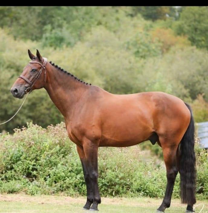 Gelding Saddle Horse For sale 2016 Bay