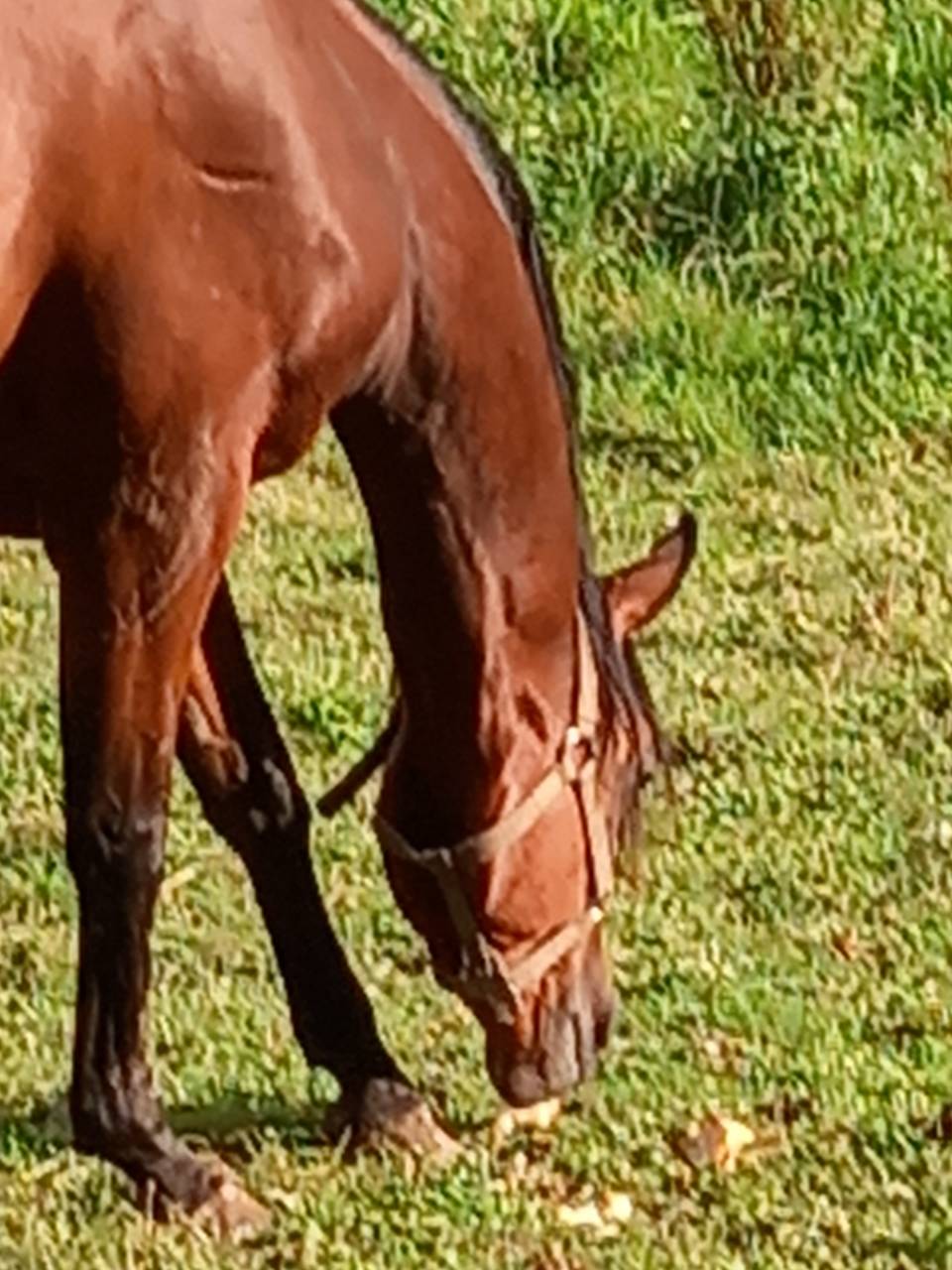 Mare Arabian For sale 2020 Bay