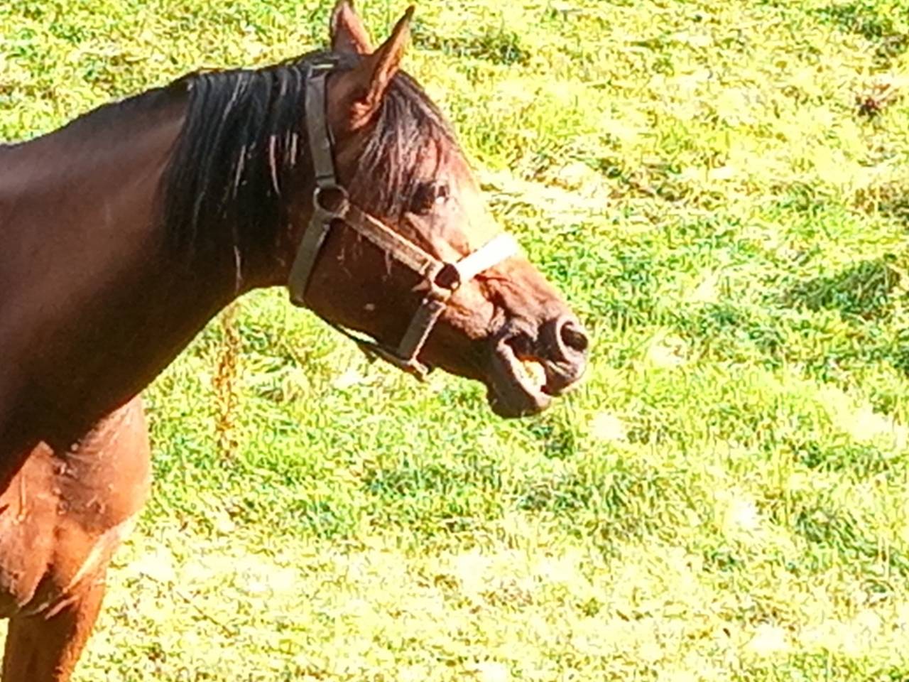 Mare Arabian For sale 2020 Bay