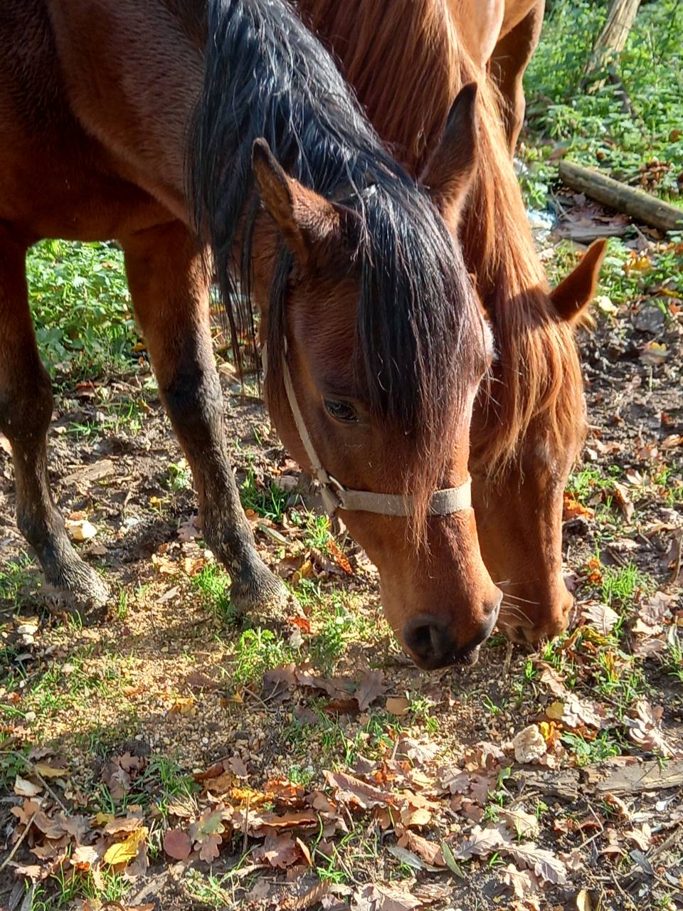 Mare Arabian For sale 2020 Bay