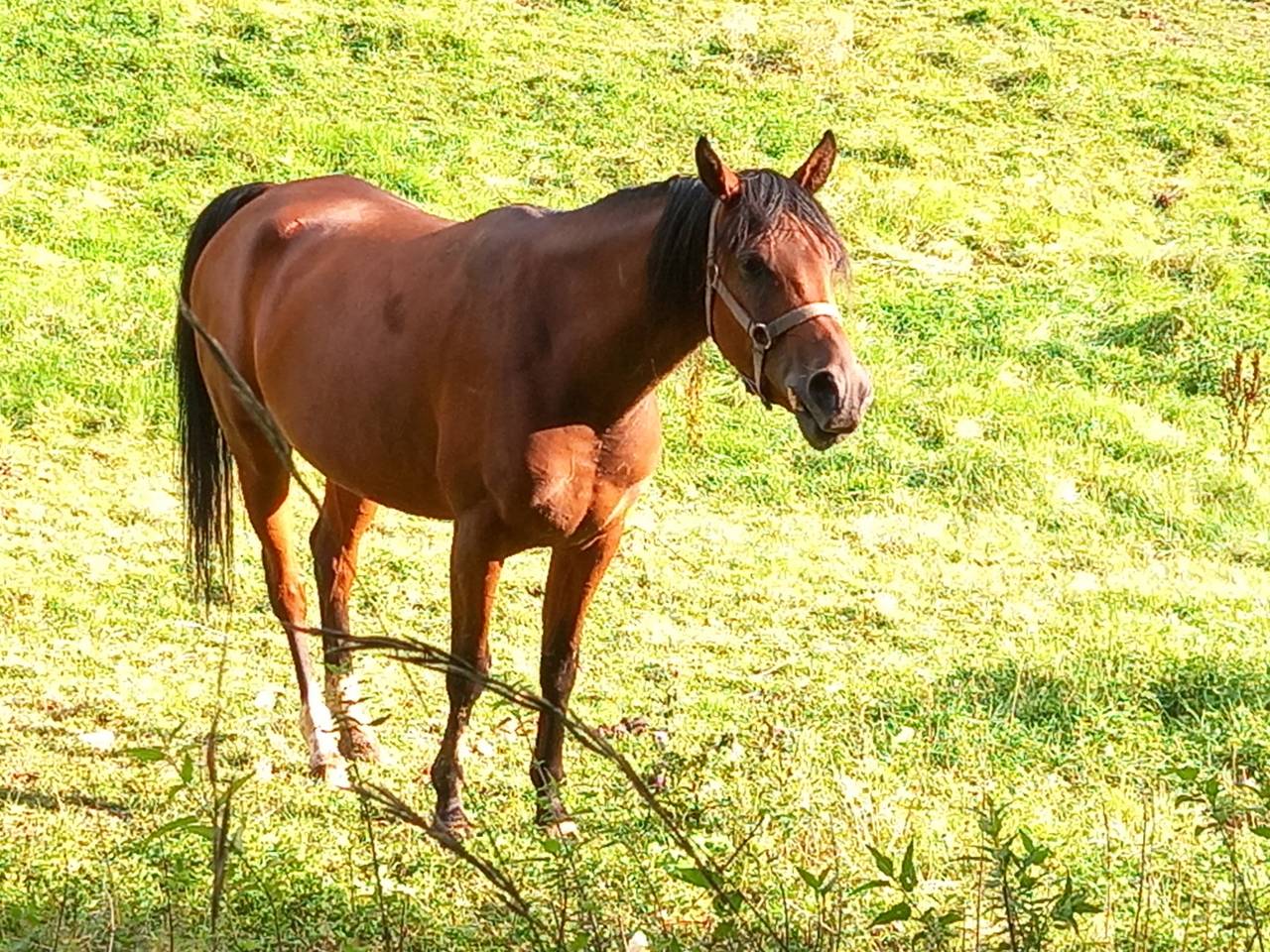 Mare Arabian For sale 2020 Bay