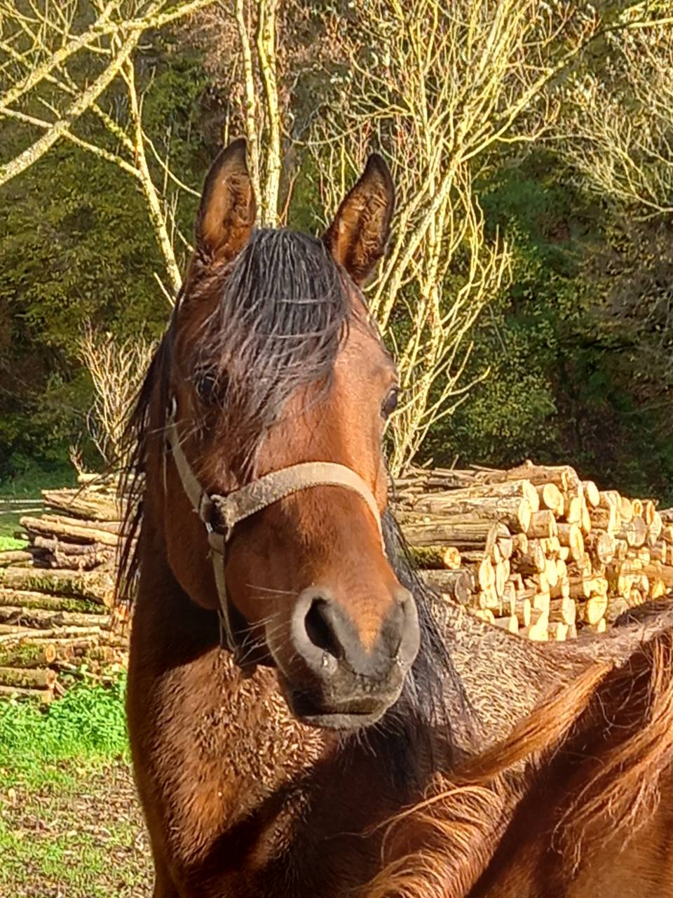 Mare Arabian For sale 2020 Bay