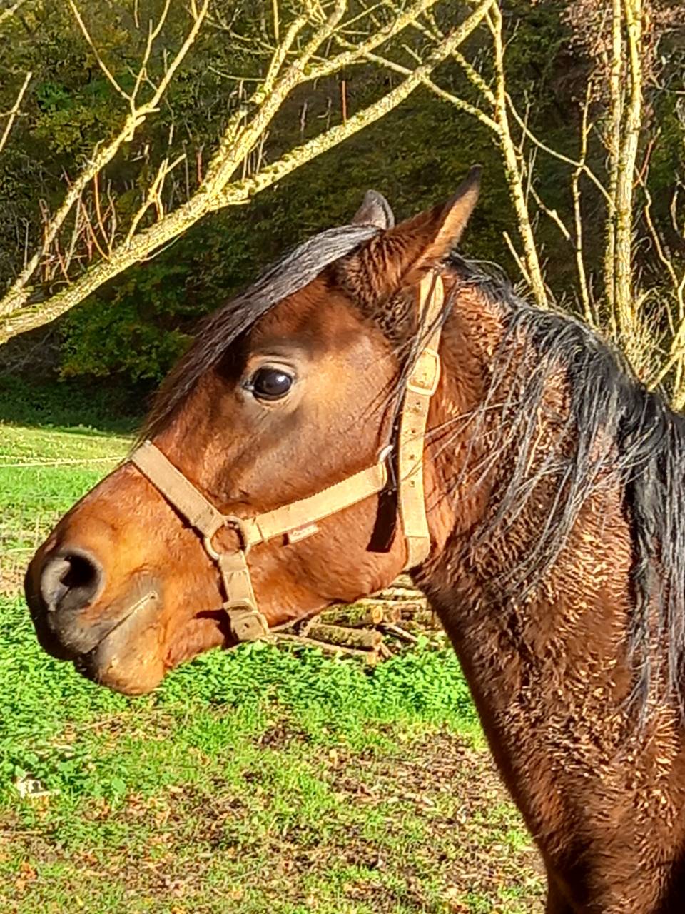 Mare Arabian For sale 2020 Bay