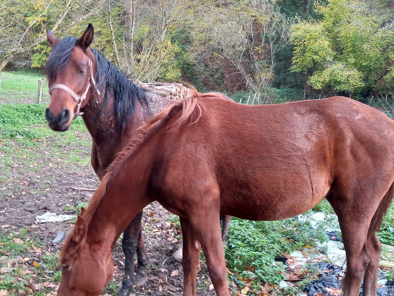 Mare Arabian For sale 2020 Bay