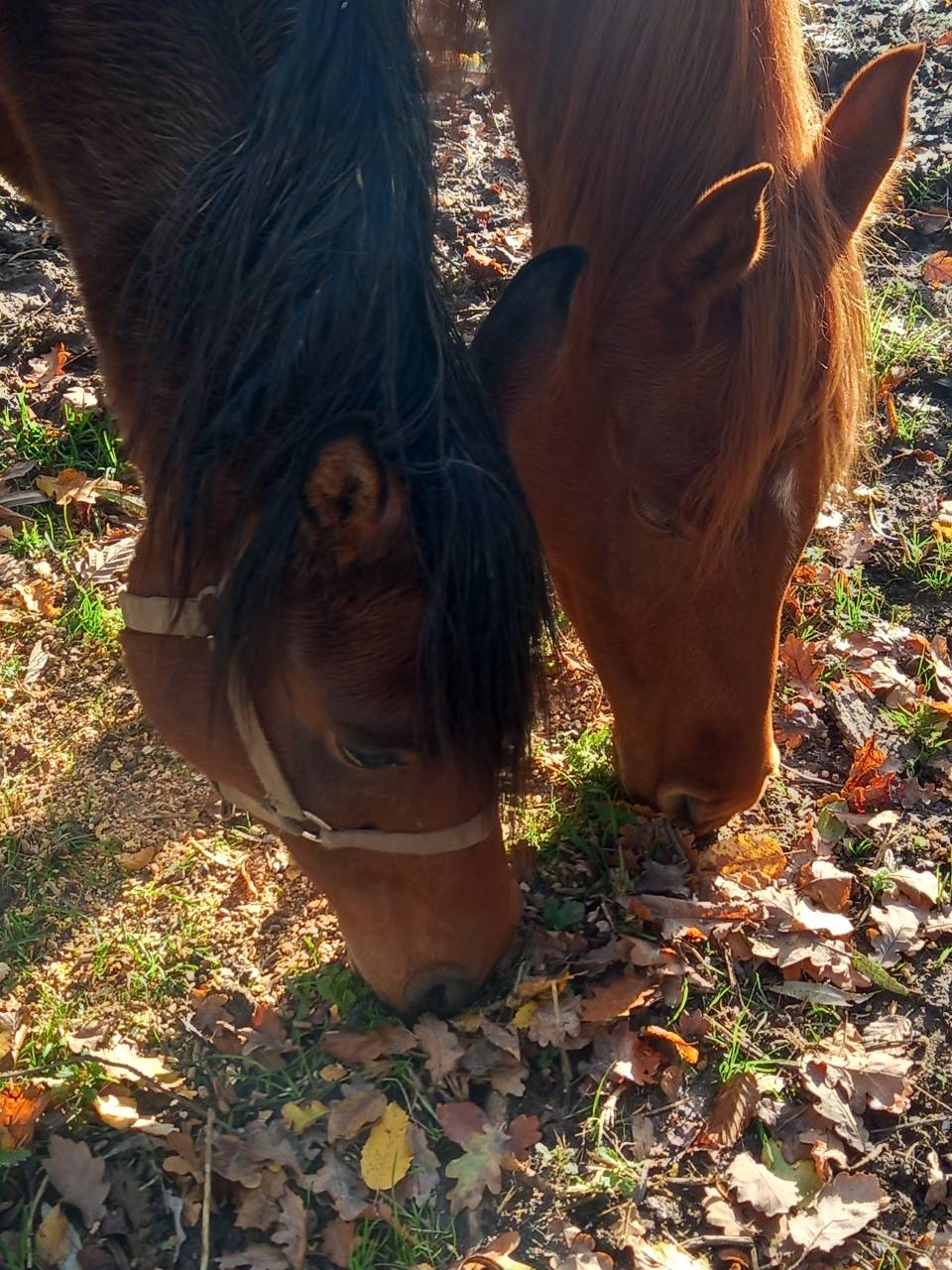 Mare Arabian For sale 2020 Bay