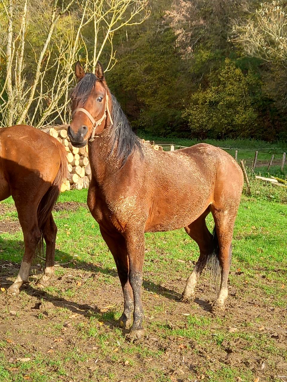 Mare Arabian For sale 2020 Bay