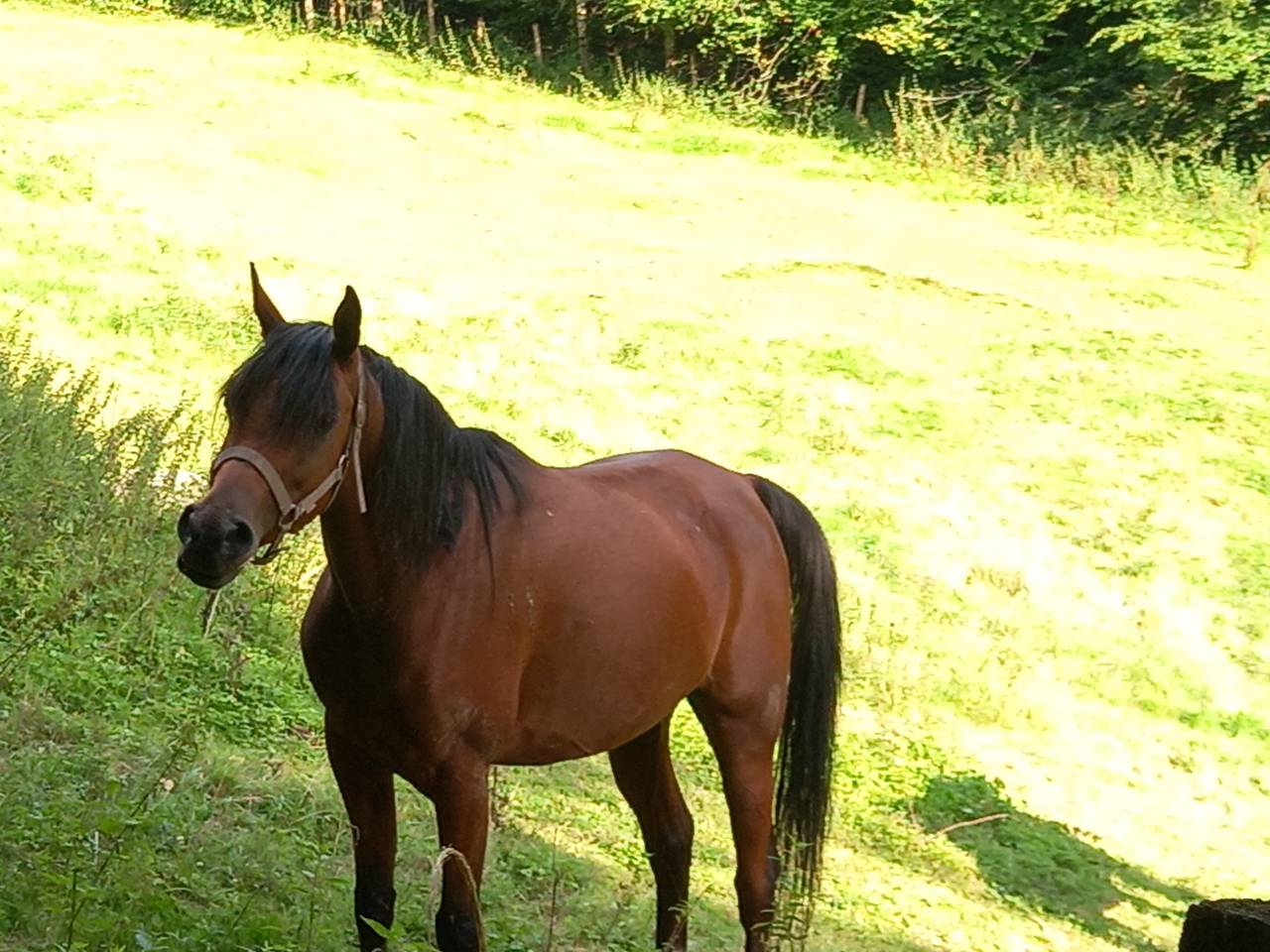 Mare Arabian For sale 2020 Bay