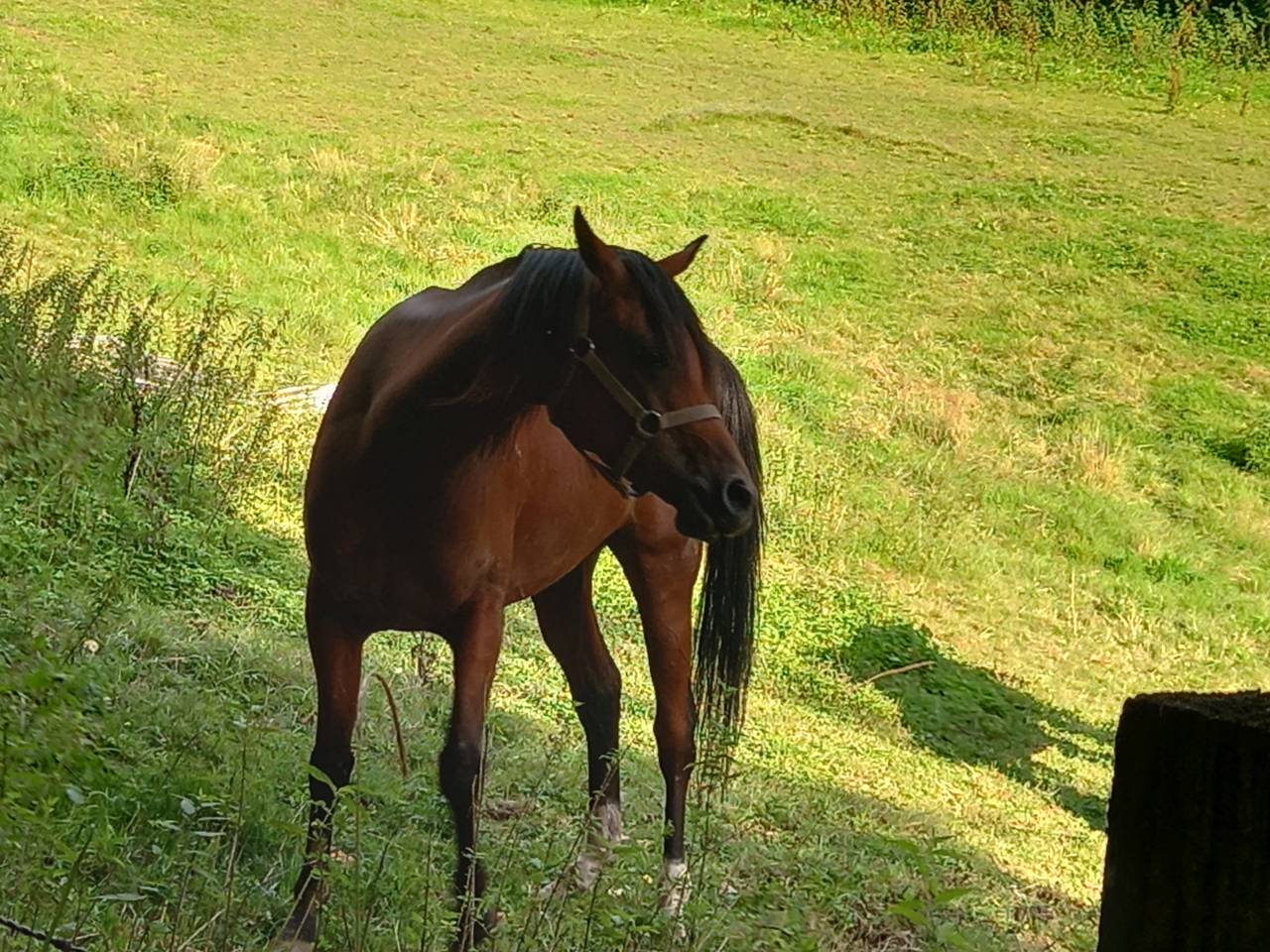 Mare Arabian For sale 2020 Bay