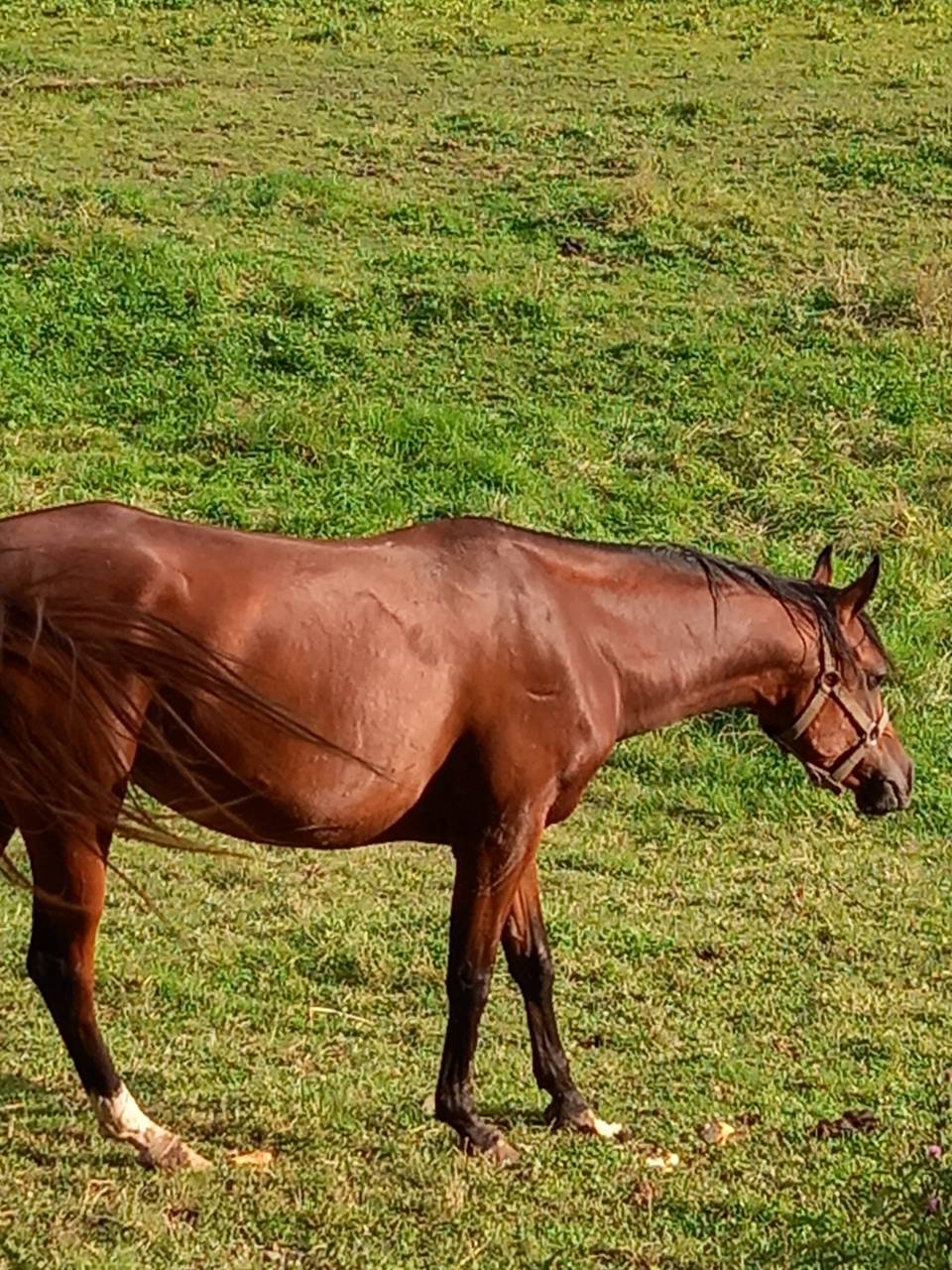 Mare Arabian For sale 2020 Bay