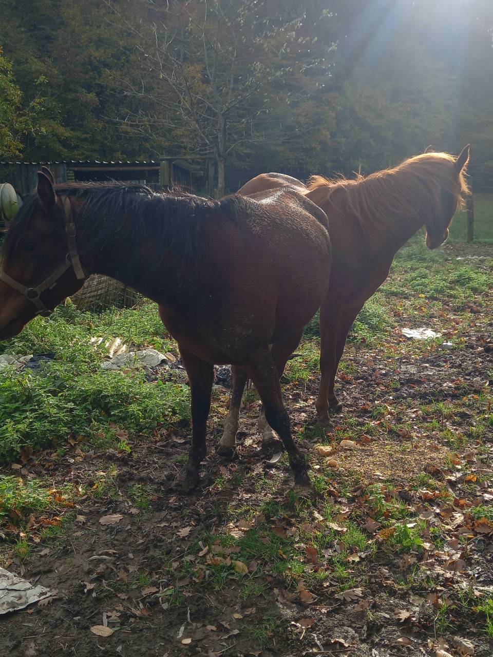 Mare Arabian For sale 2020 Bay