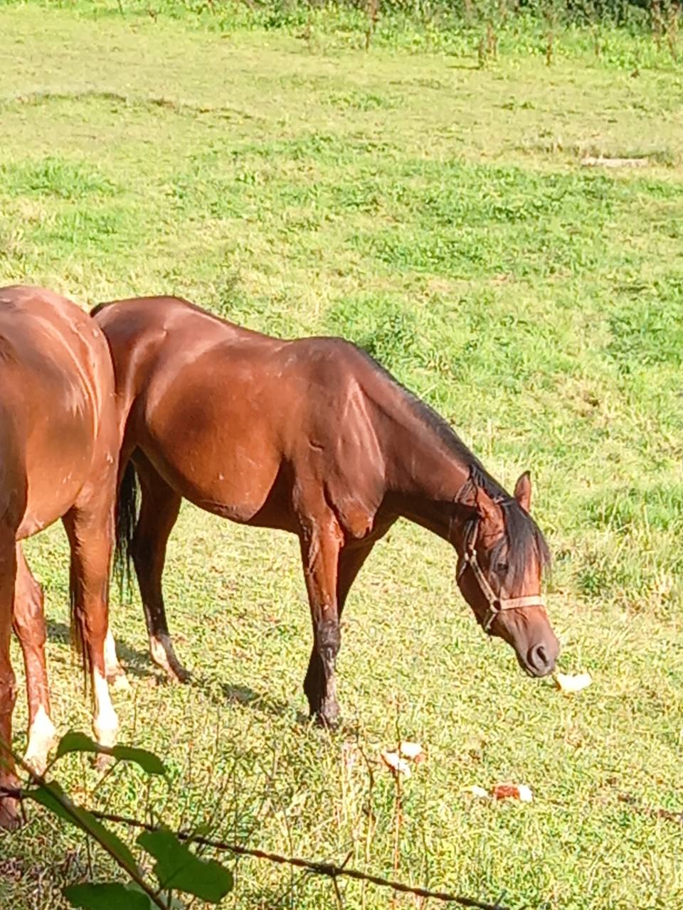 Mare Arabian For sale 2020 Bay