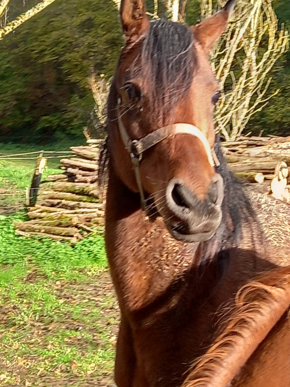 Mare Arabian For sale 2020 Bay