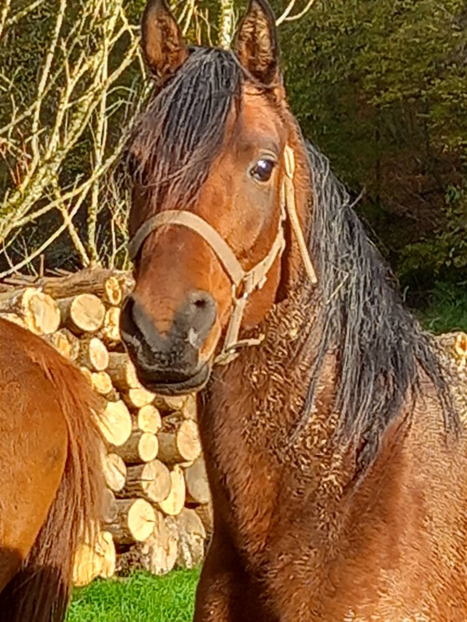 Mare Arabian For sale 2020 Bay