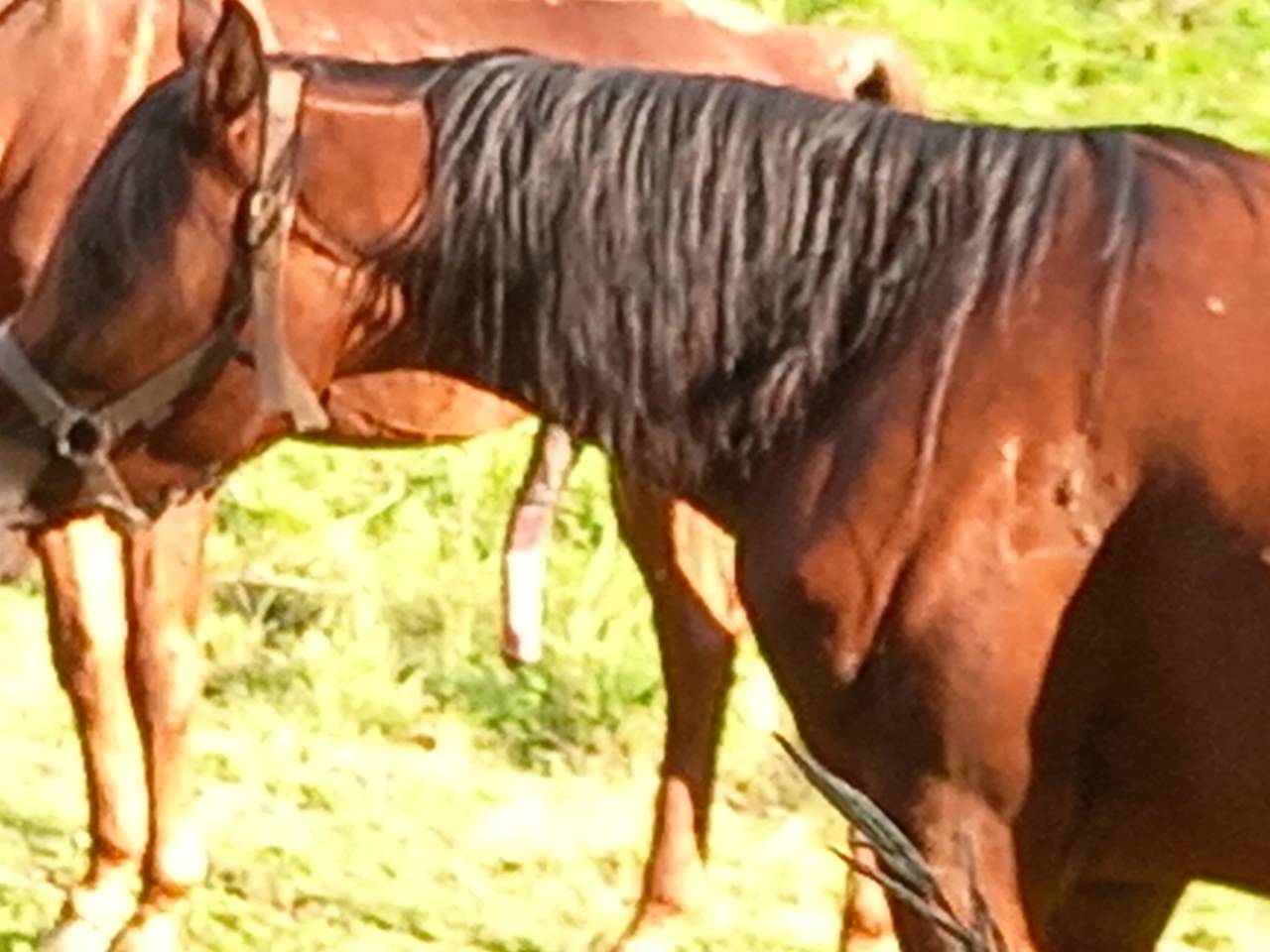 Mare Arabian For sale 2020 Bay