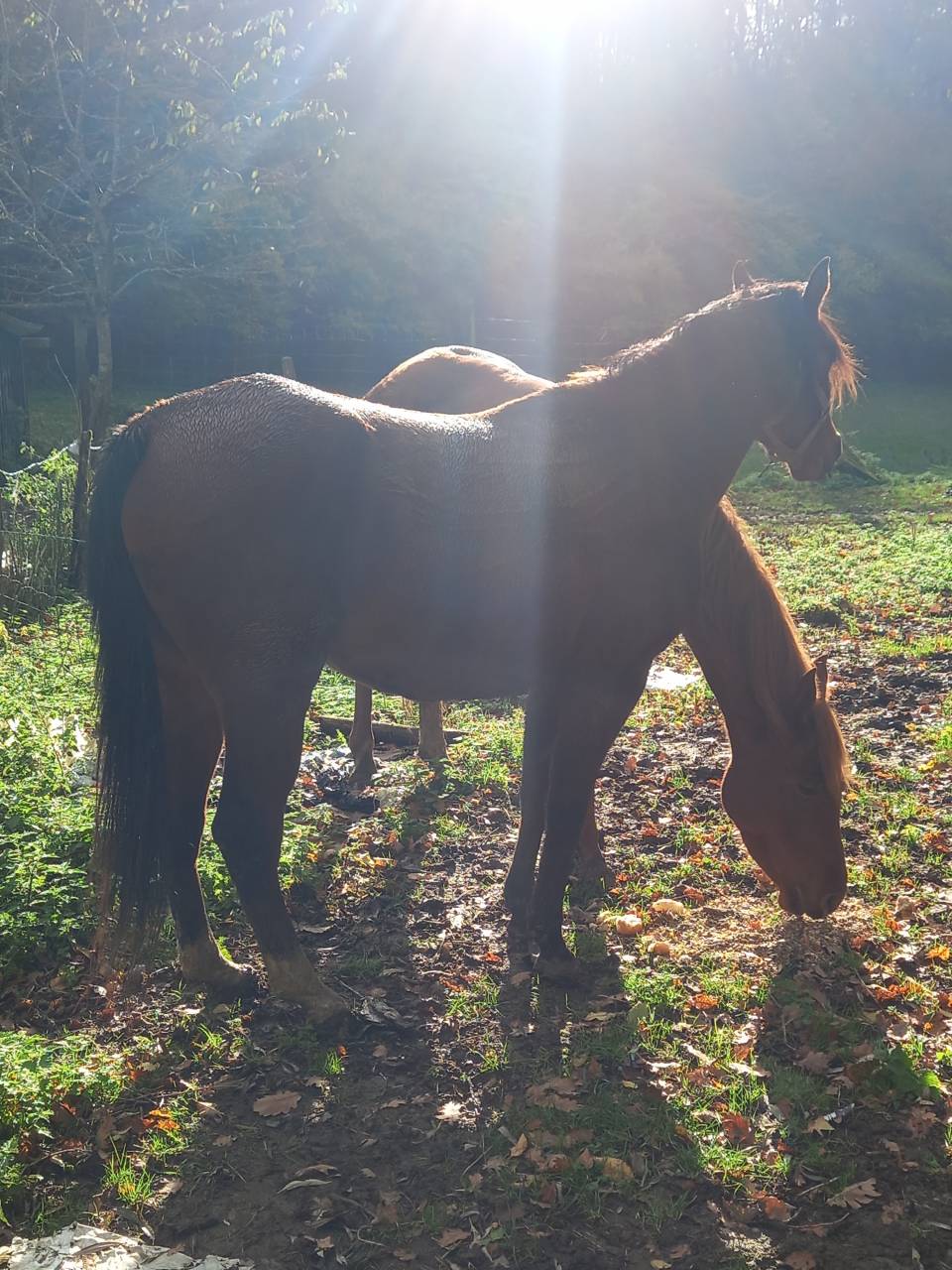 Mare Arabian For sale 2020 Bay