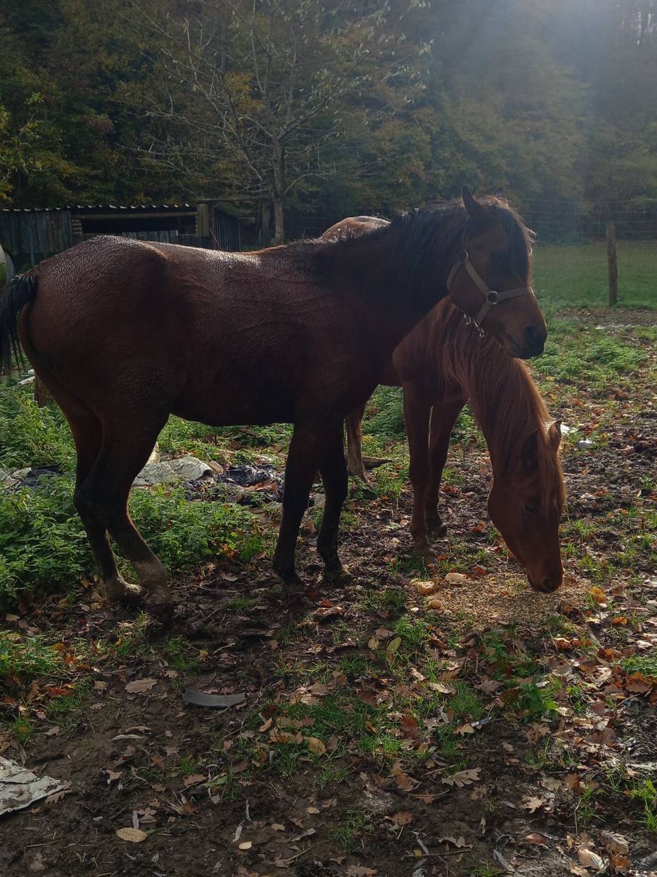 Mare Arabian For sale 2020 Bay