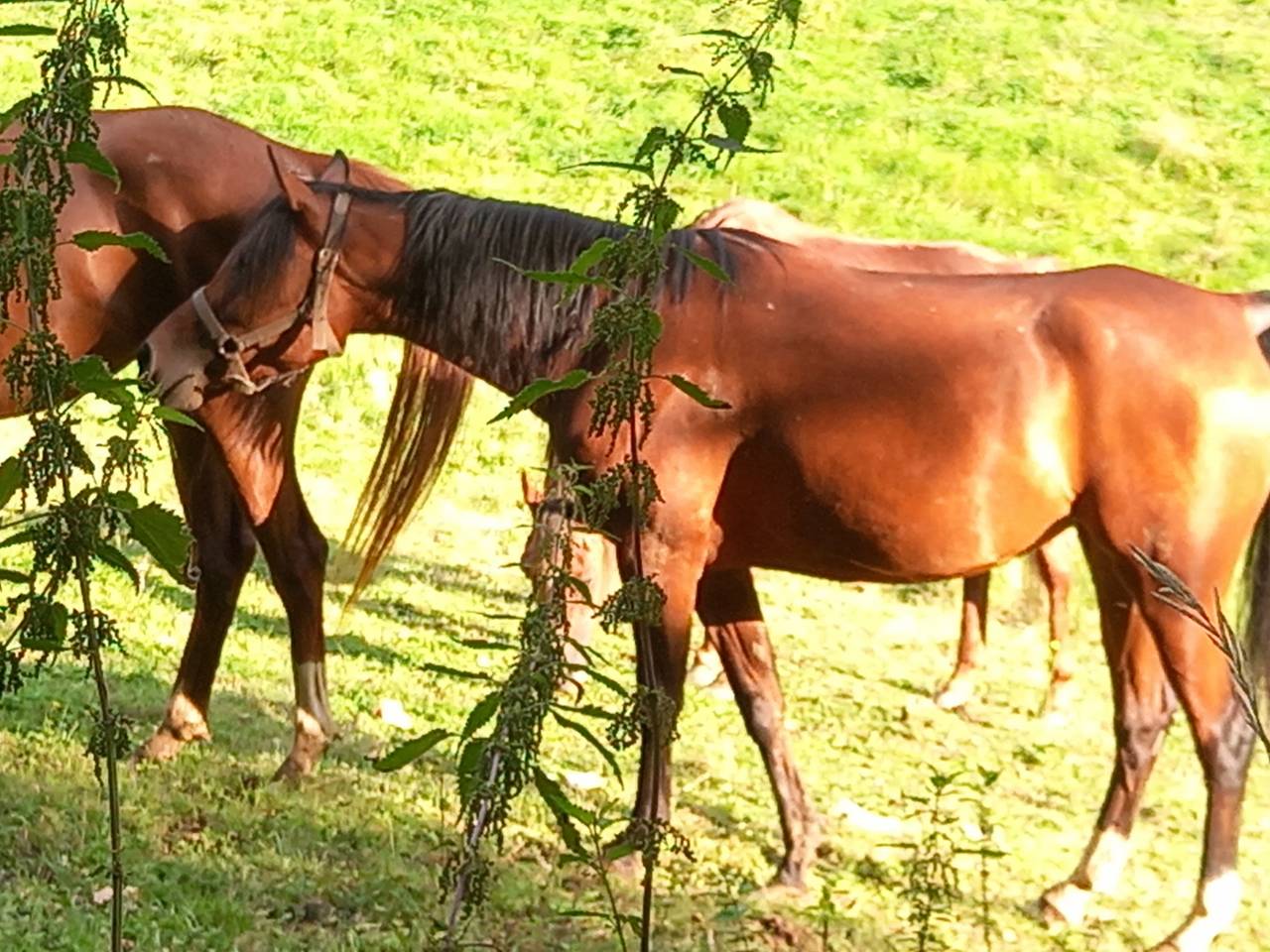 Mare Arabian For sale 2020 Bay