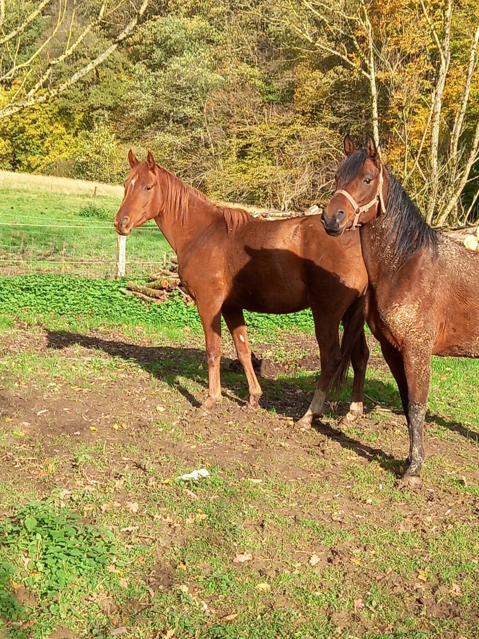 Mare Arabian For sale 2020 Bay